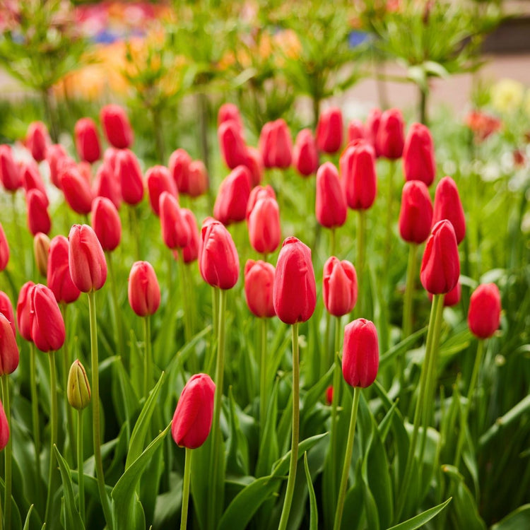 Tulip Single Late Sky High Scarlet - Bulk Offer