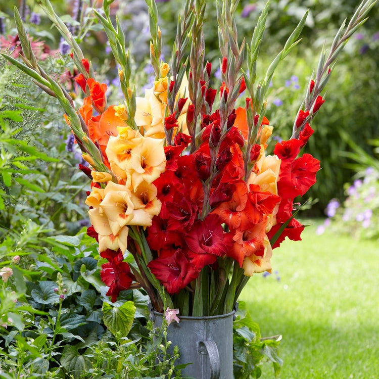Gladiolus Flame Mix - Bulk Offer