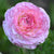 Ranunculus Aviv Spring Bulbs