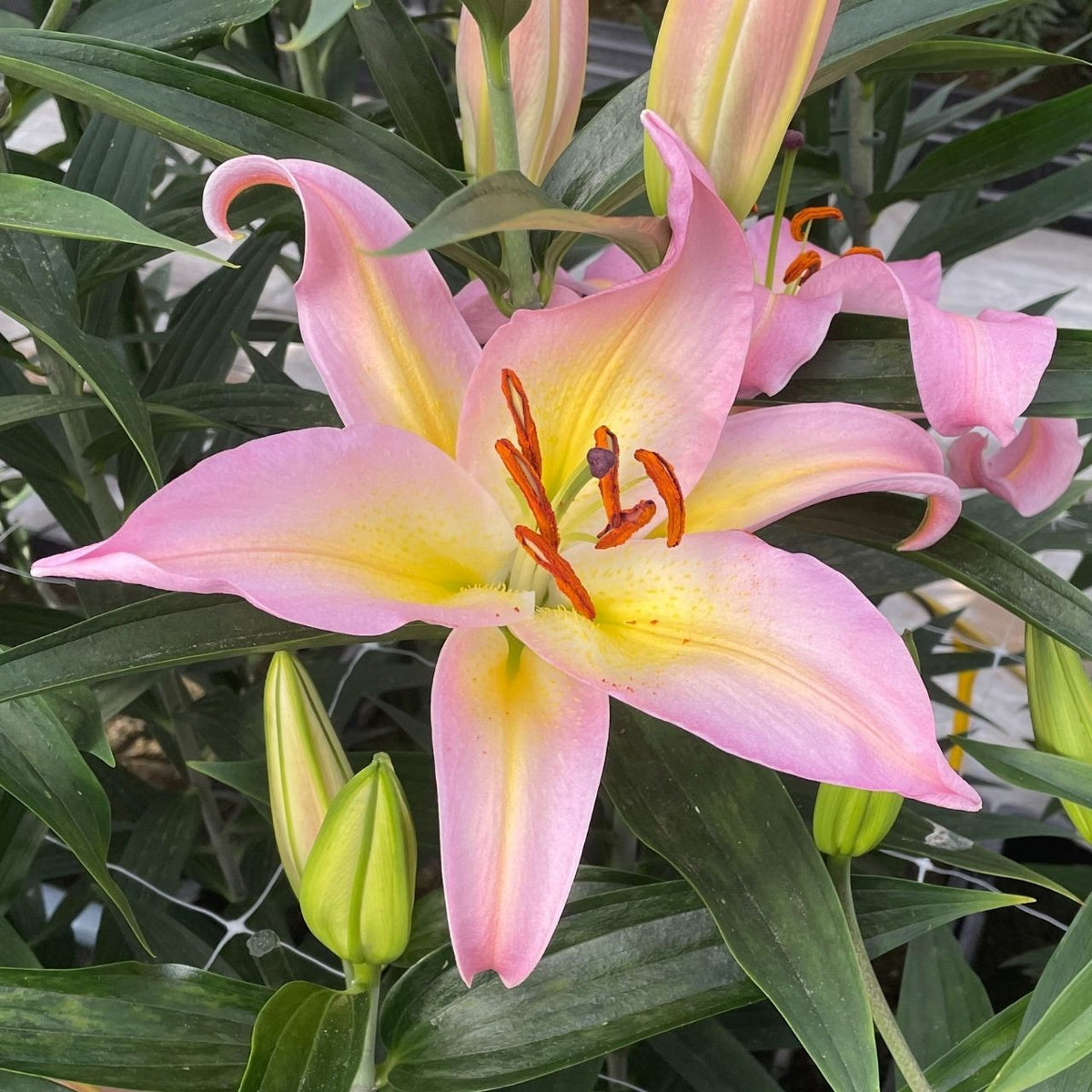 hocus pocus oriental lily flower size Lily Oriental Hocus Pocus (Spring)