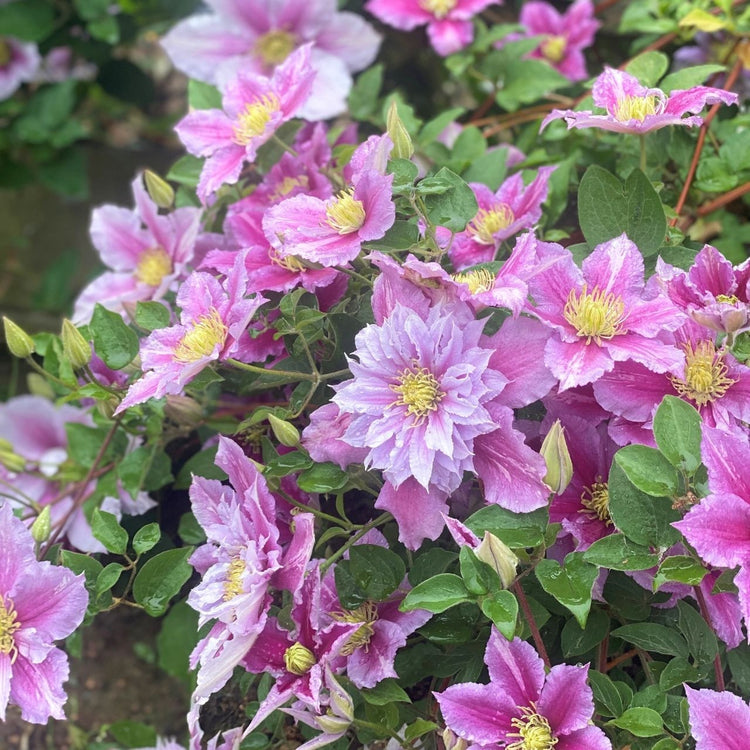 Clematis Piilu (Little Duckling)