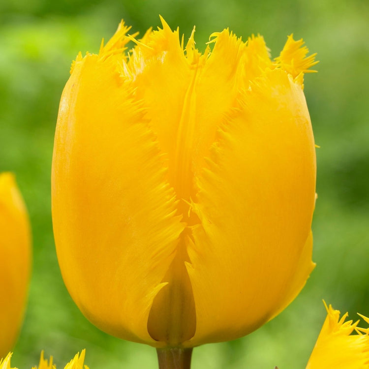 Tulip Fringed Crystal Star