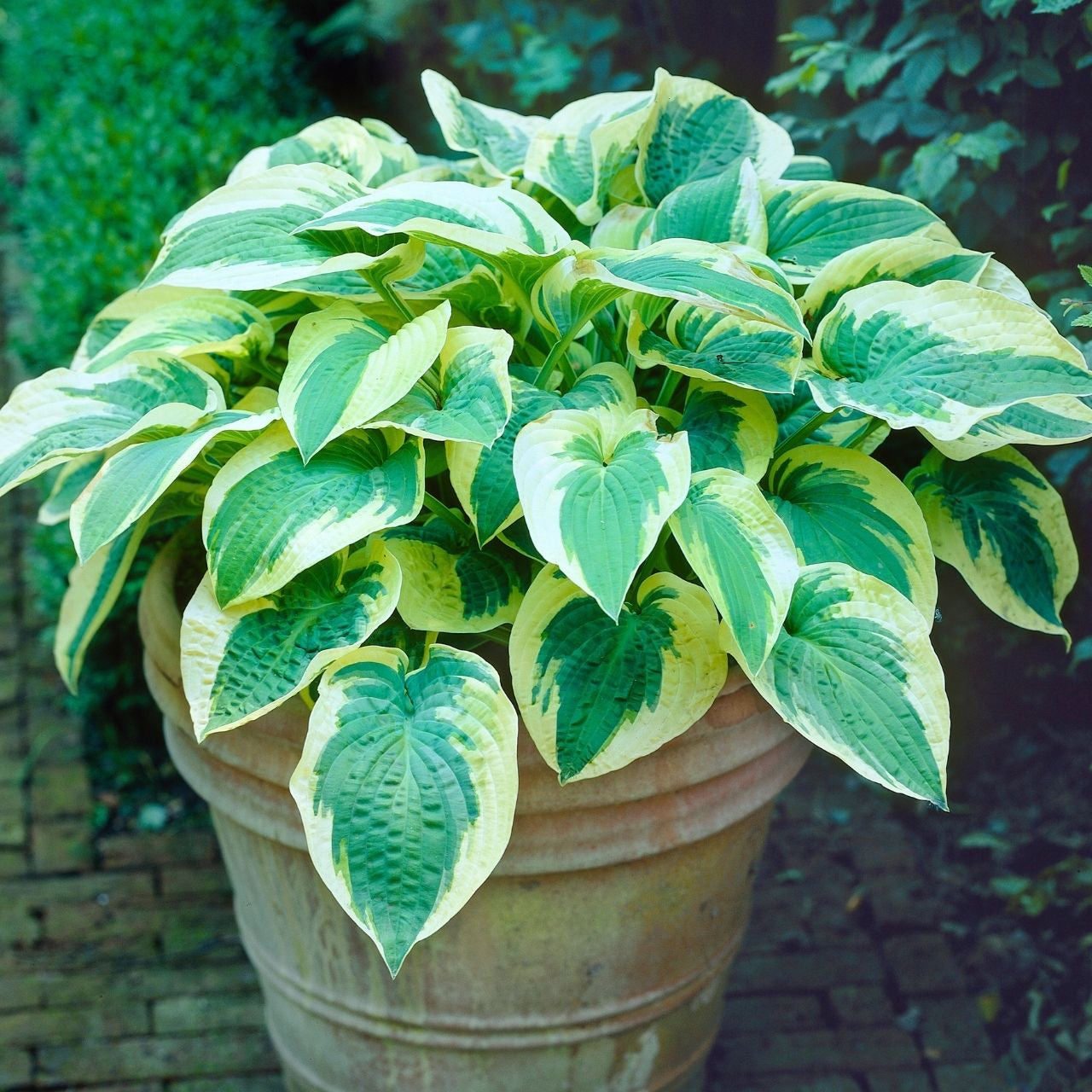 Hosta Large Leaf Wide Brim - 2 bare roots - Longfield Gardens