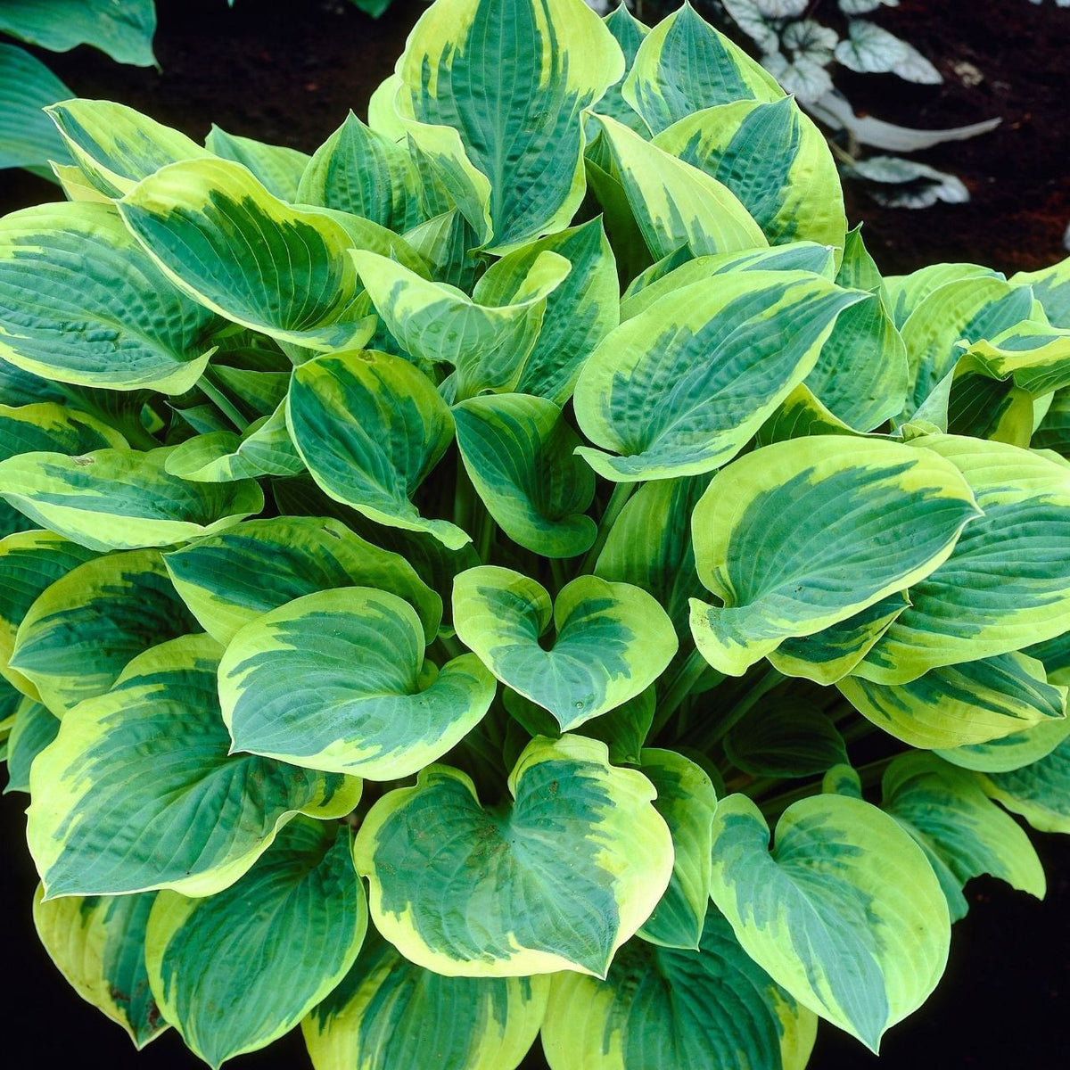 wide brim hosta plant Hosta Large Leaf Wide Brim - 2 bare roots