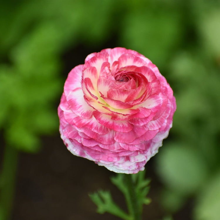 Ranunculus Aviv Picotee Pink/White (Spring)