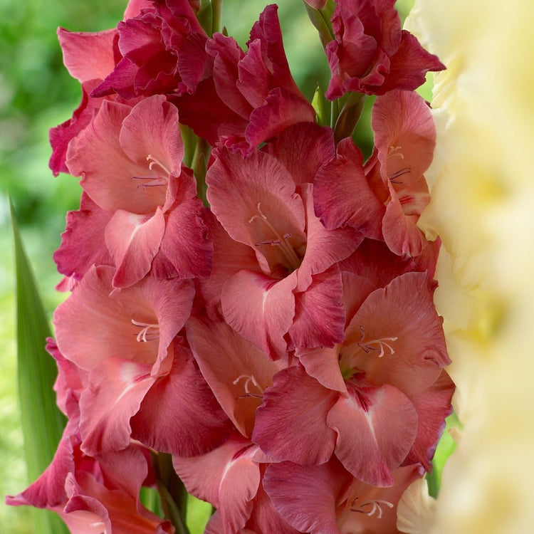 Gladiolus Indian Summer