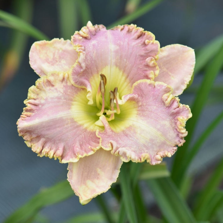 Daylily Bestseller