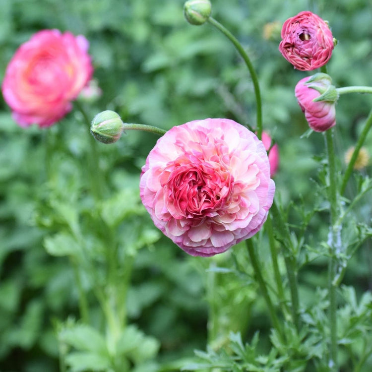 Ranunculus Aviv Picotee Pink/White (Spring)