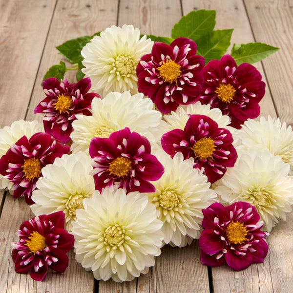 スノーボード DAHLIA 250 Dahlia Assorted Impression Fantastico & Snow Cap - 4 tuber clumps