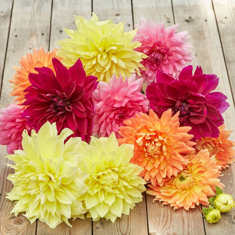 Dahlia Decorative Colorburst Collection