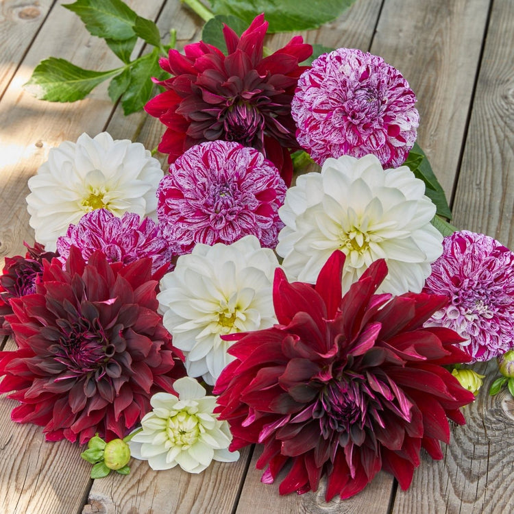 Dahlia Assorted Burgundy Marble Collection