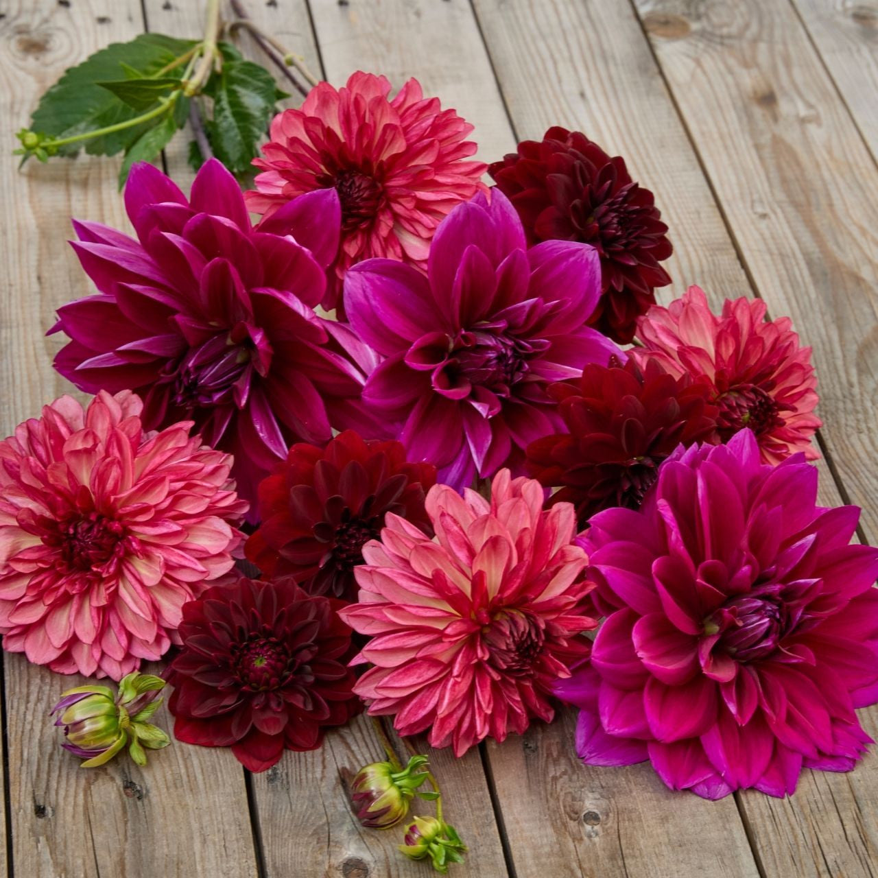 Dahlia Decorative Plum Perfection Collection - 6 tuber clumps