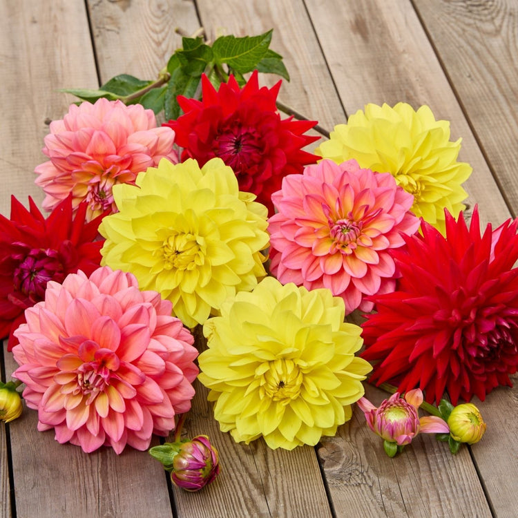 Dahlia Assorted Tropical Glow Collection