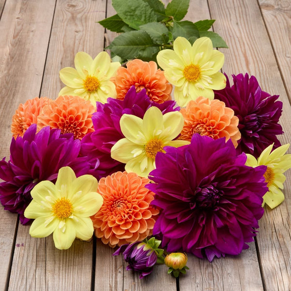 dahlia flower seeds collection Dahlia Assorted Sunlit Jewel Collection - 6 tuber clumps