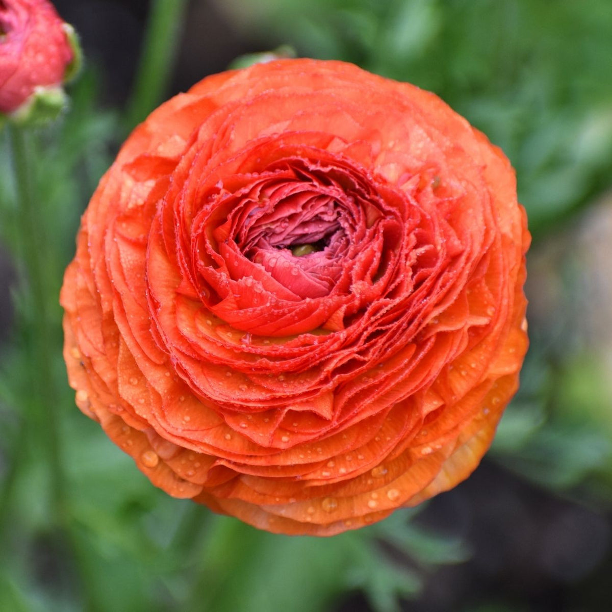 Yellow Piccodee Ranunculus Ranunculus Aviv Picotee Red/Yellow (Fall) - 25 corms - Longfield Gardens