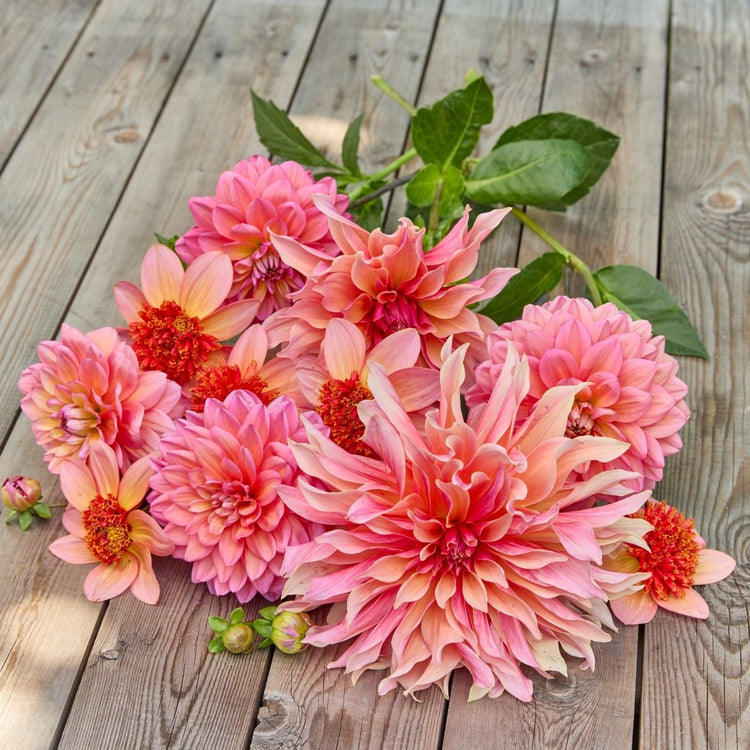 Dahlia Assorted Peach Glow Collection