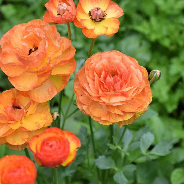Yellow Piccodee Ranunculus Ranunculus Aviv Picotee Red/Yellow (Fall) - 25 corms - Longfield Gardens