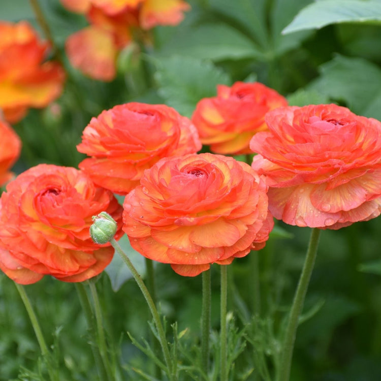 Yellow Piccodee Ranunculus Ranunculus Aviv Picotee Red/Yellow (Fall) - 25 corms - Longfield Gardens