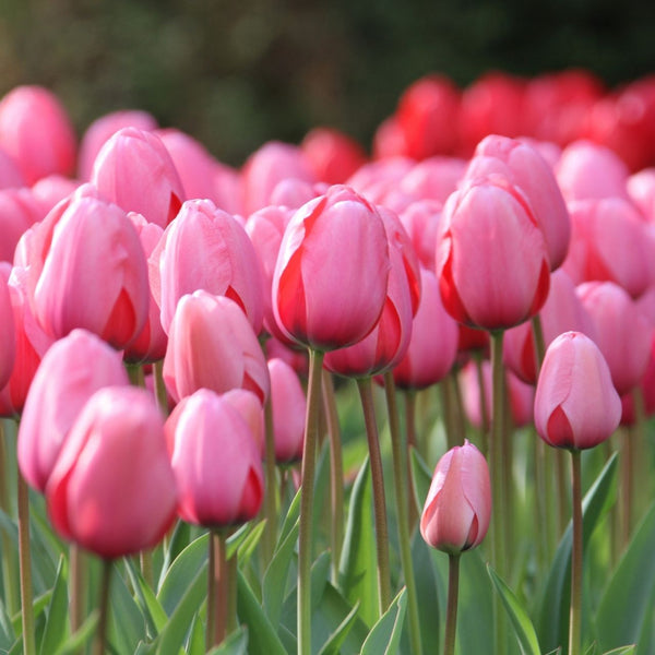 Tulip Darwin Hybrid Pink Impression - Bulk Offer - 75 bulbs