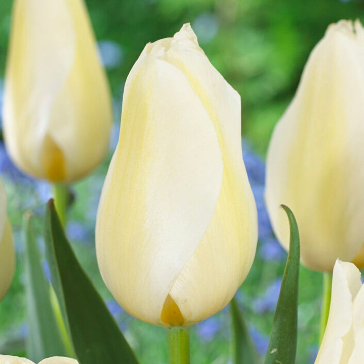 Tulip Triumph Orleans