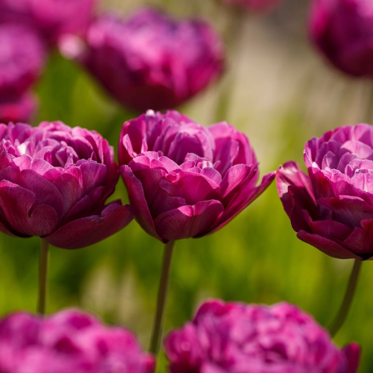 Tulip Double Early Royal Acres - Bulk Offer