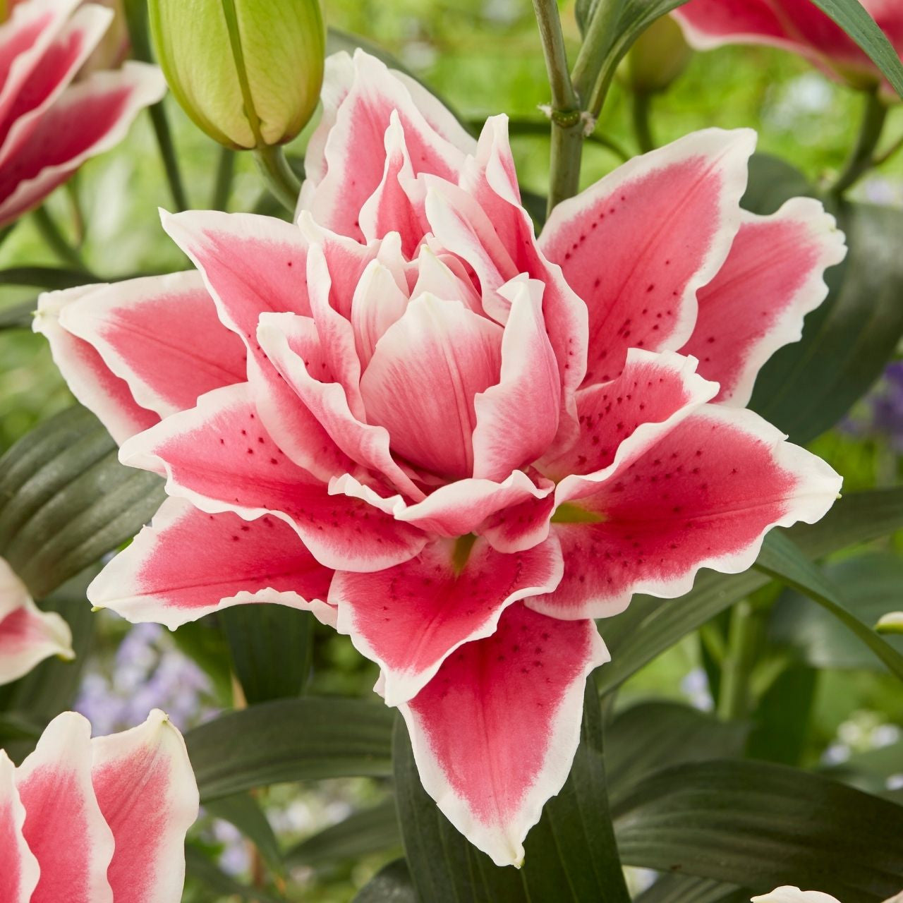 Lily Double Oriental Roselily Samantha - 5 bulbs - Longfield Gardens