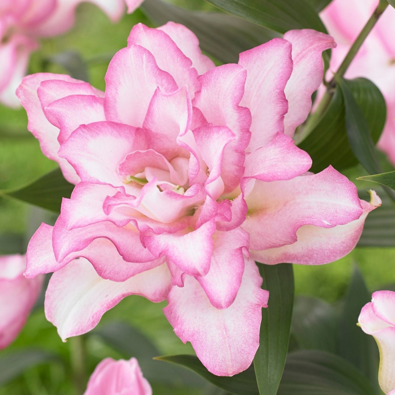 Lily Double Oriental Roselily Anouska - 5 bulbs - Longfield Gardens