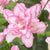 Double Oriental Lilies