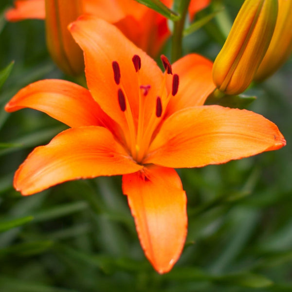 inuvik asiatic lily Lily Longiflorum Asiatic (LA) Eniac