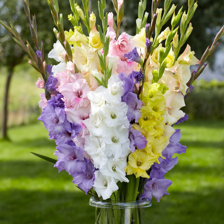 Gladiolus Milka