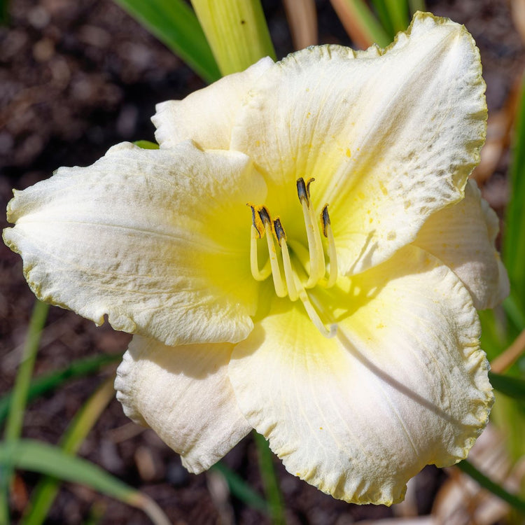 Daylily Joan Senior