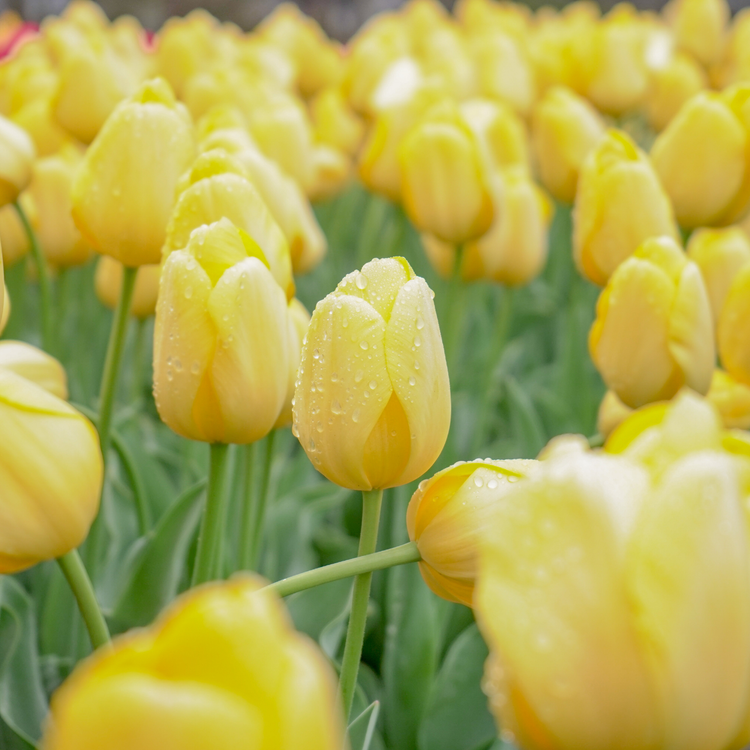 Tulip Darwin Hybrid Novi Sun