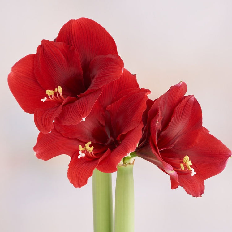Amaryllis Single Olaf