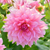 30% Off Our Most Popular Dahlias