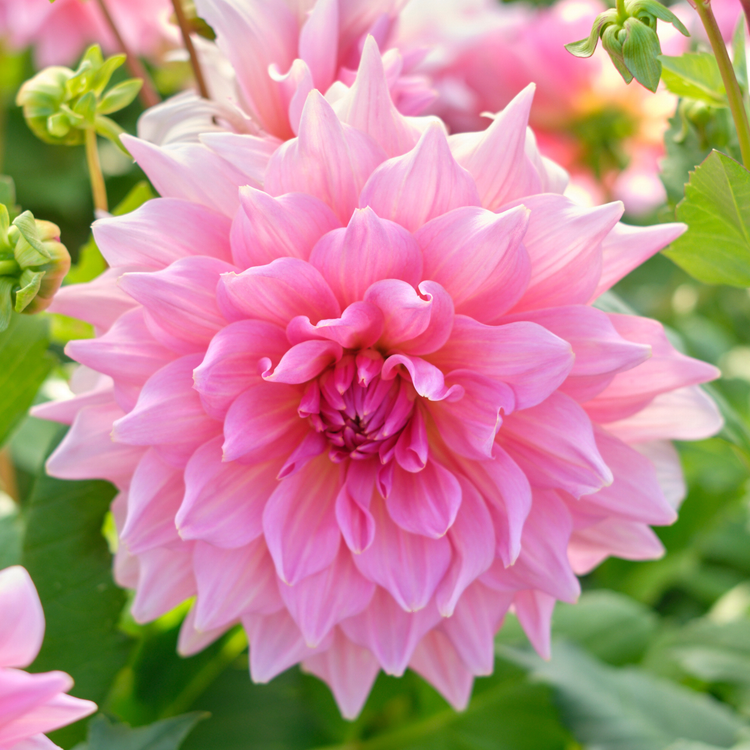 Dahlia Dinnerplate Otto's Thrill