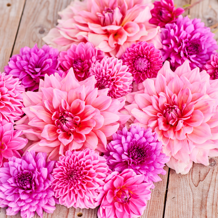 Dahlia Dinnerplate Otto's Thrill