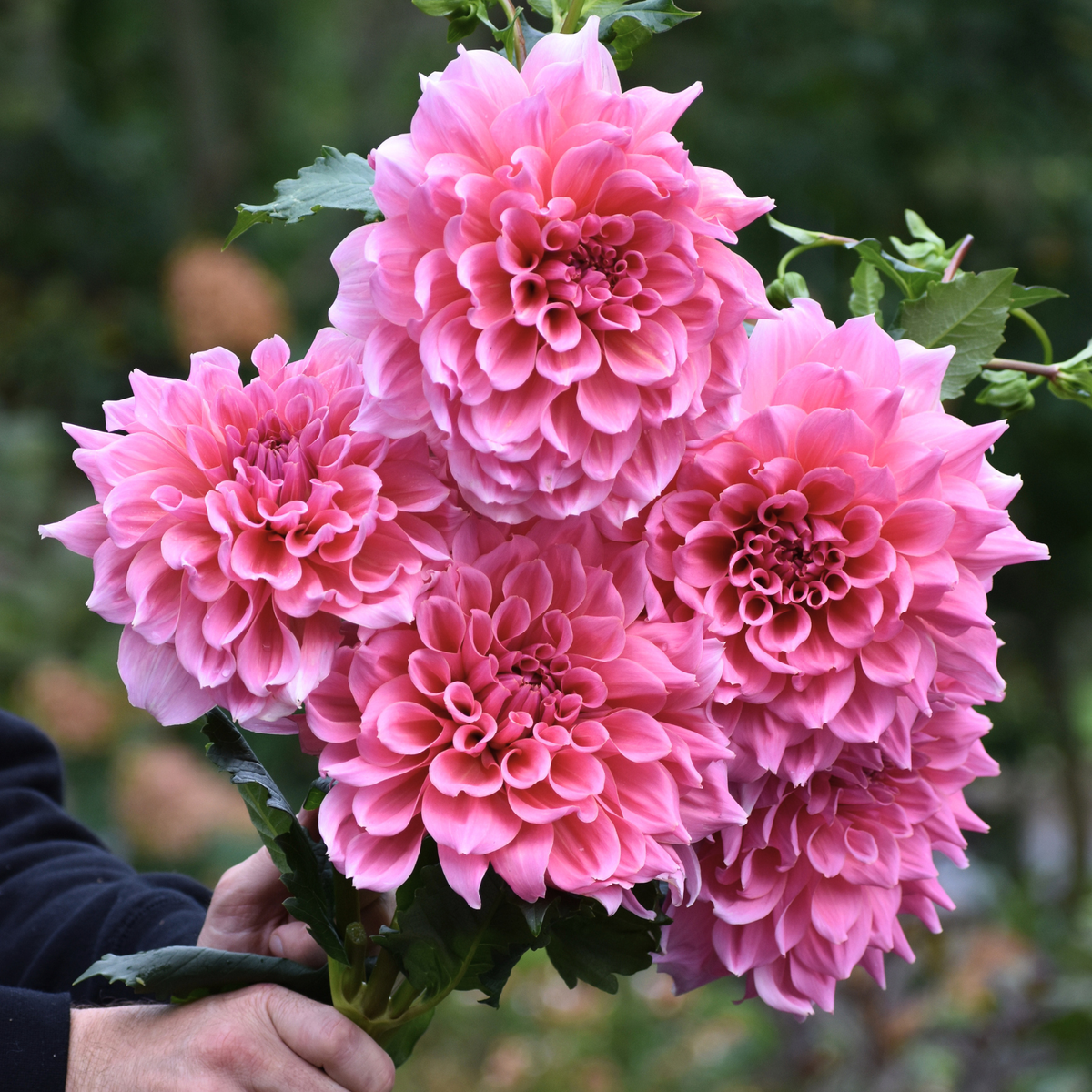 Dahlia Dinnerplate Otto's Thrill - 2 tuber clumps - Longfield Gardens