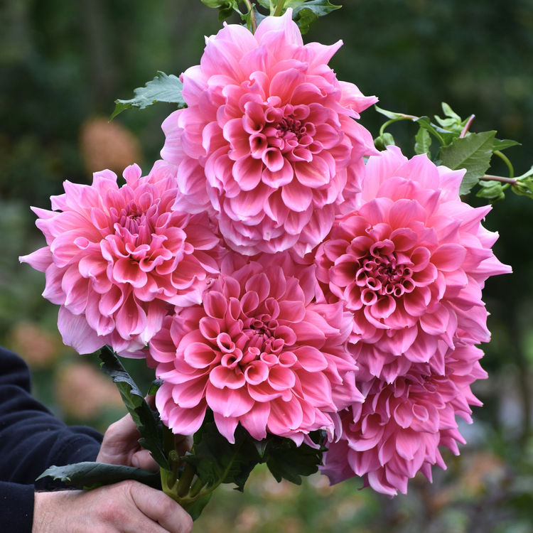 Dahlia Dinnerplate Otto's Thrill