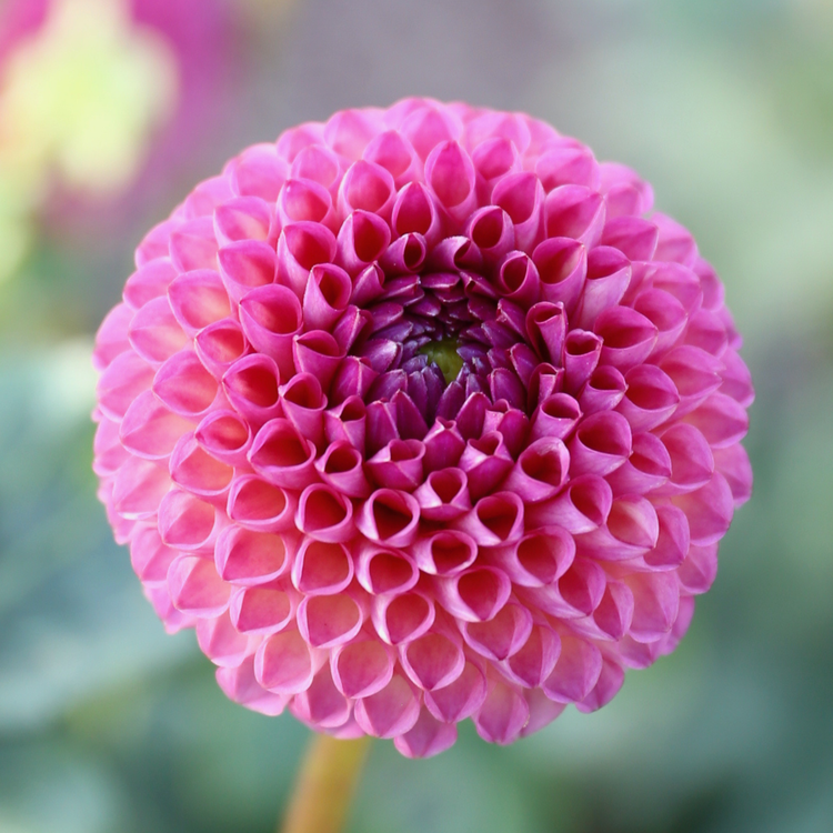 Dahlia PomPon Burlesca