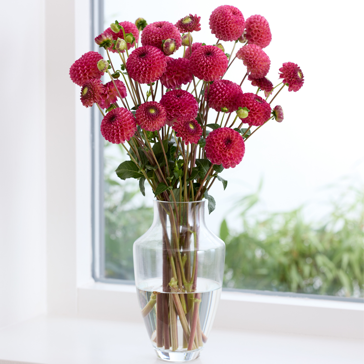 Dahlia PomPon Burlesca