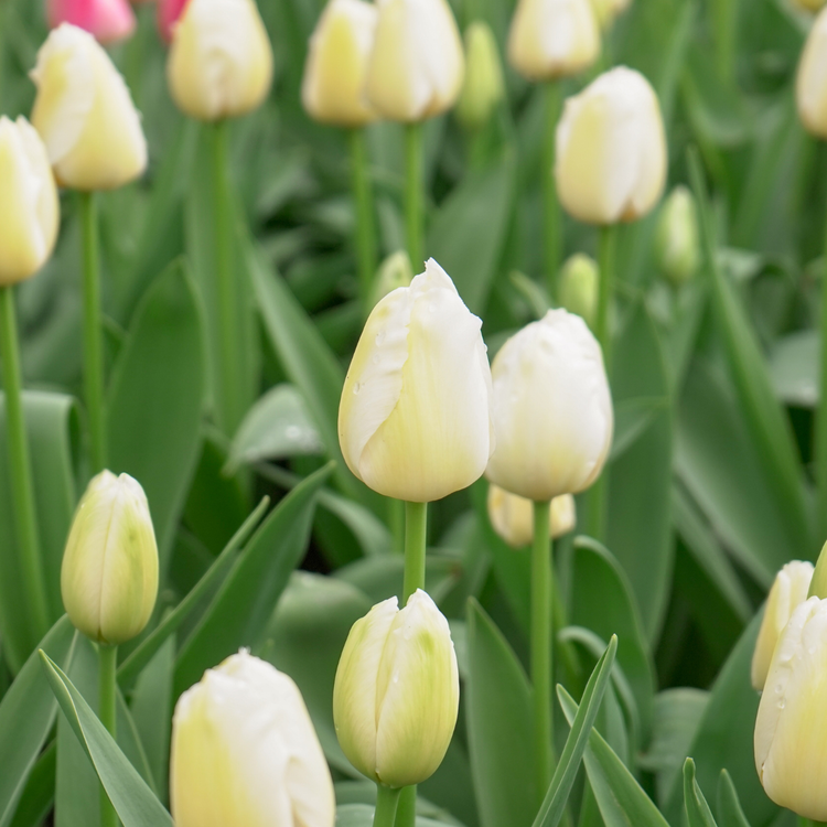 Tulip Triumph Pays Bas