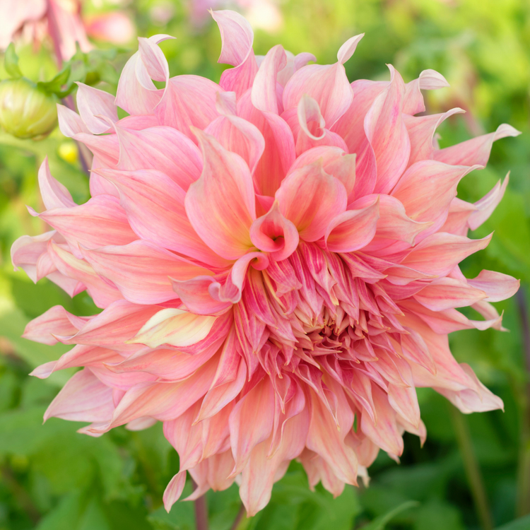 Dahlia Dinnerplate Penhill Watermelon