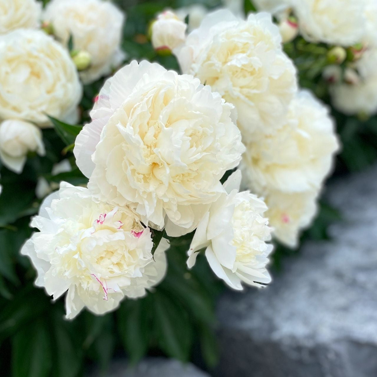 Peony Lactiflora Festiva Maxima - 1 bare root - Longfield Gardens