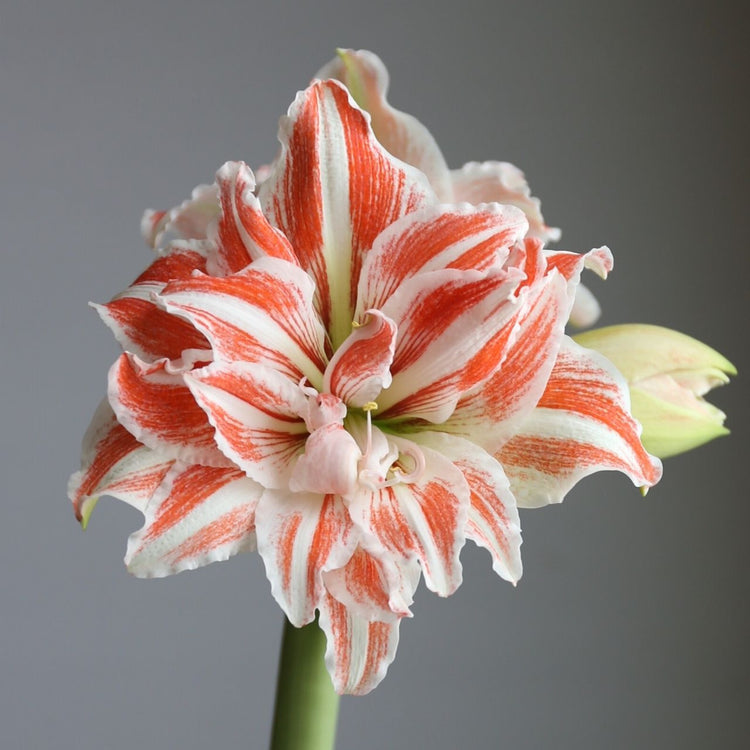 The coral-red and white striped flowers of amaryllis Dancing Queen.
