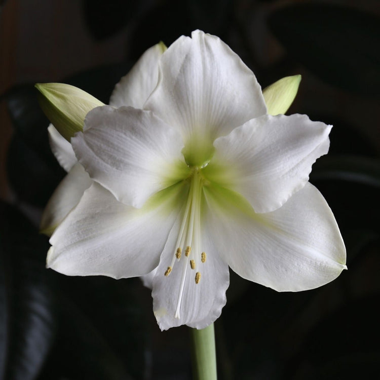 Amaryllis Single Christmas Gift
