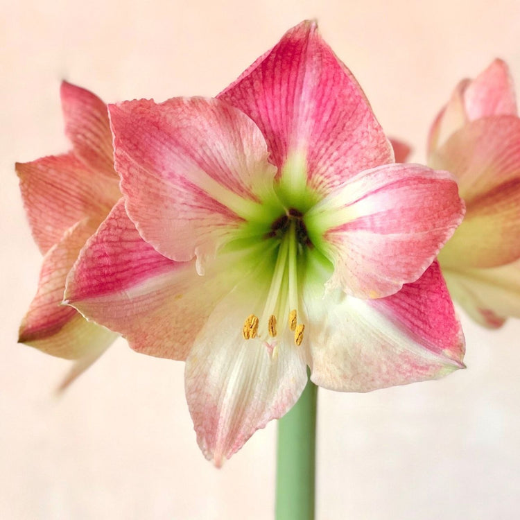 Amaryllis Single Apple Blossom
