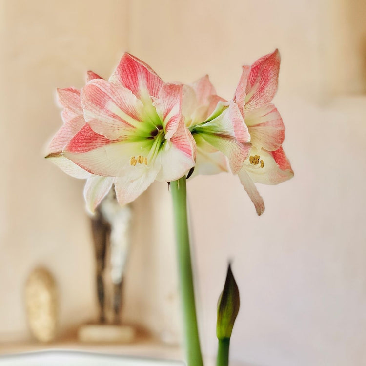 Amaryllis Single Apple Blossom