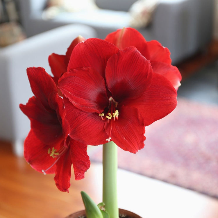 Amaryllis Magnum blooming indoors and displaying its very large, velvety red flowers.