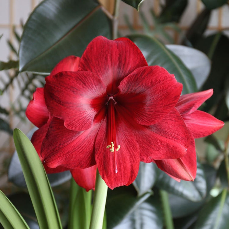 The deep, garnet-red flowers of amaryllis Red Pearl, blooming indoors in mid-winter.