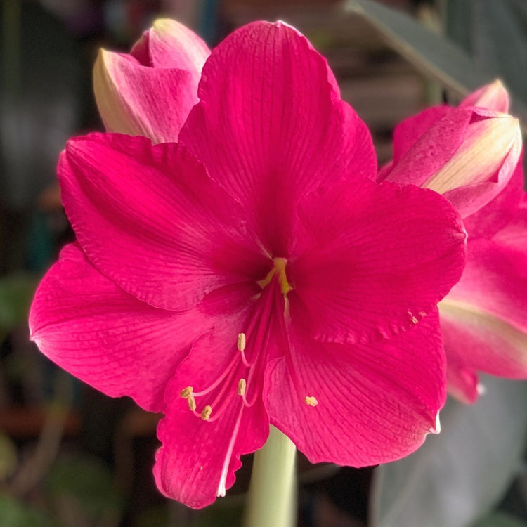 The deep pink flowers of winter-blooming amaryllis Pink Surprise.